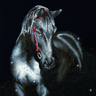 Midnight Stallion