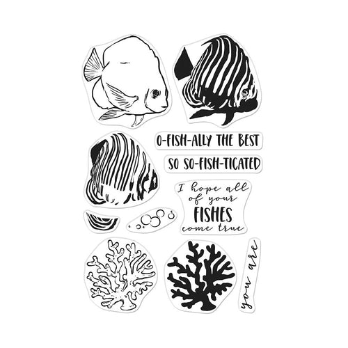 Royal Angelfish