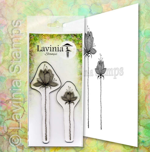 Lilium Set