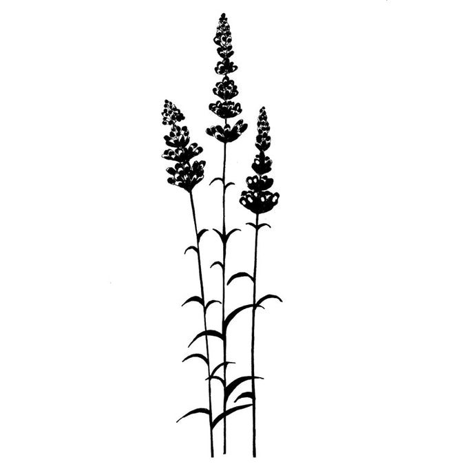 Lavender LAV093