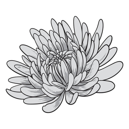 Aster Stamp & Diecut CO728845