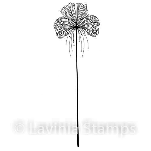 Single Fairy Orchid LAV548