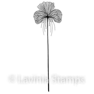 Single Fairy Orchid LAV548