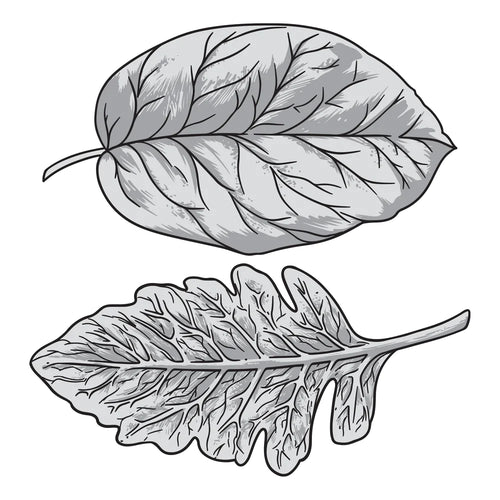 Wide Leaves Stamp & Diecut CO728843