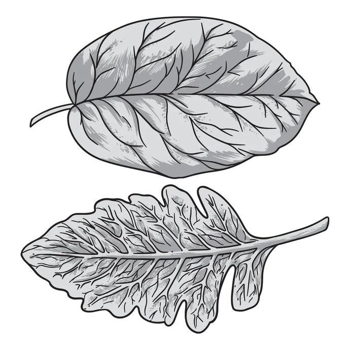 Wide Leaves Stamp & Diecut CO728843