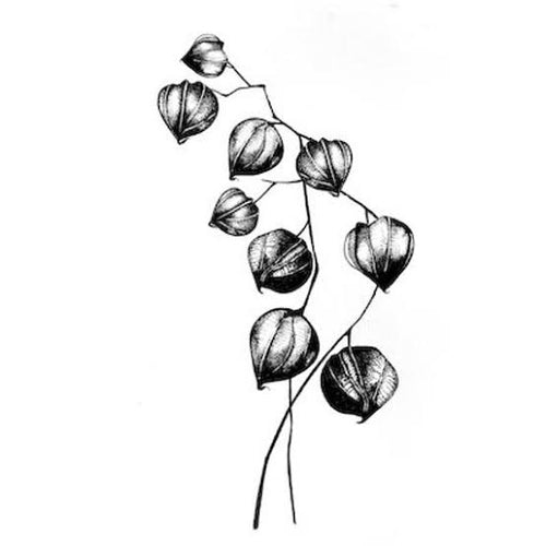 Chinese Lantern LAV108