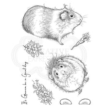 Load image into Gallery viewer, Guinea Wig A5 PI109